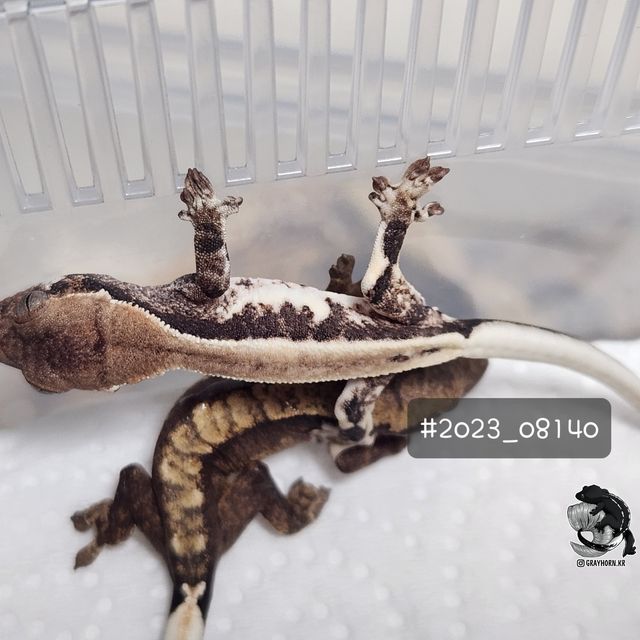 릴리화이트 카푸치노 프라푸치노 풀핀 화이트핀