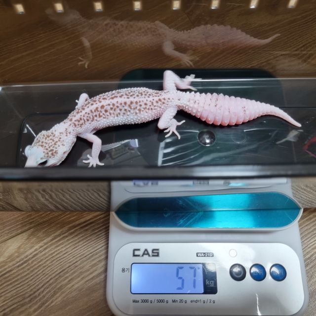 갤럭시