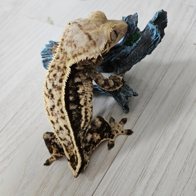 풀핀 블랙 화이트