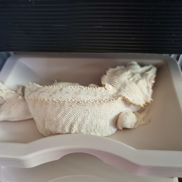 크림시클 크림 옐로우