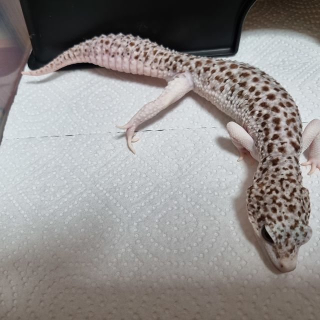 갤럭시