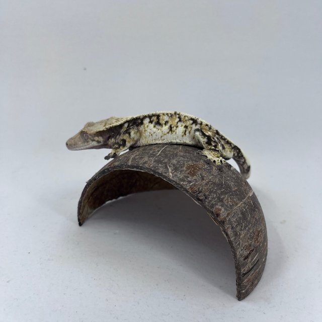 노멀 드리피 화이트스팟 트라이 익스트림할리퀸