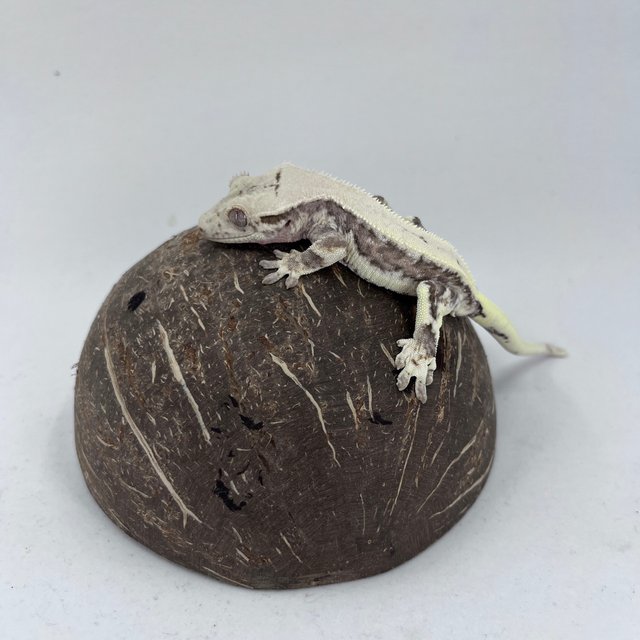 릴리화이트 풀핀 드리피