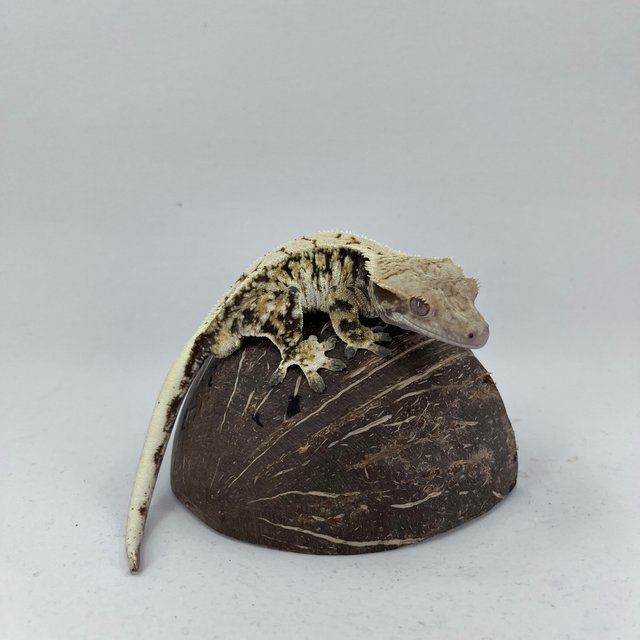 노멀 드리피 화이트스팟 트라이 익스트림할리퀸