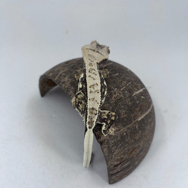 노멀 쿼드 풀핀 화이트스팟