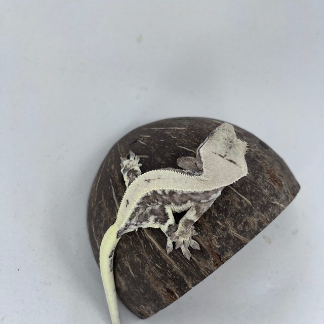 릴리화이트 풀핀 드리피