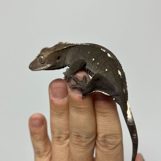 아잔틱