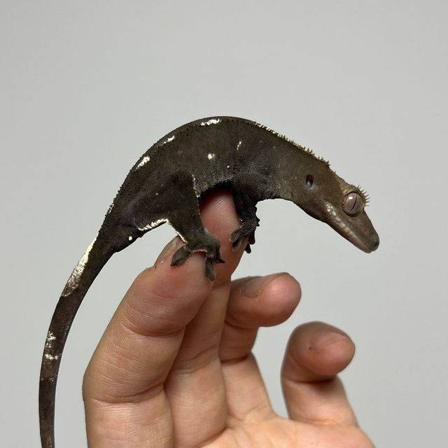 아잔틱