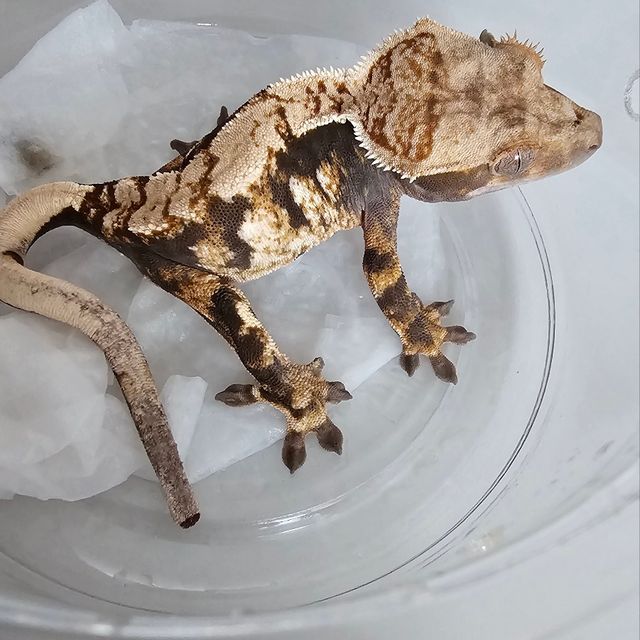 트라이