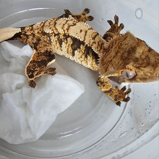 트라이