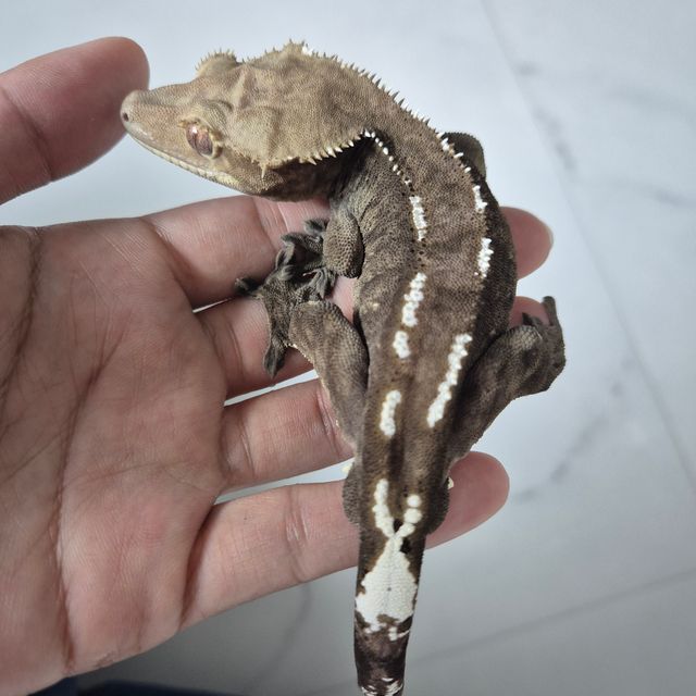아잔틱