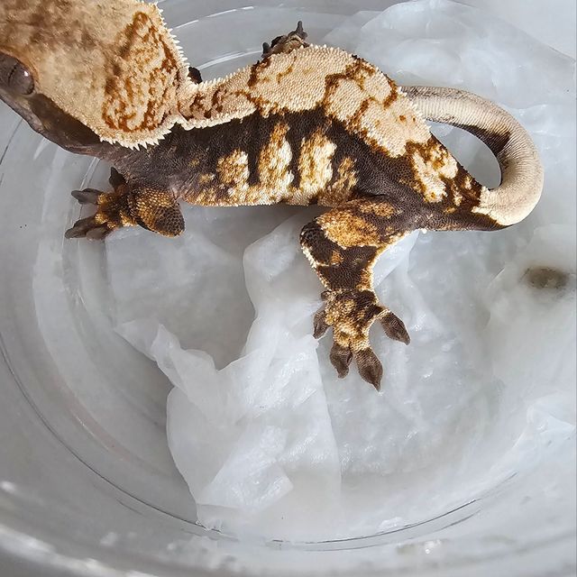 트라이