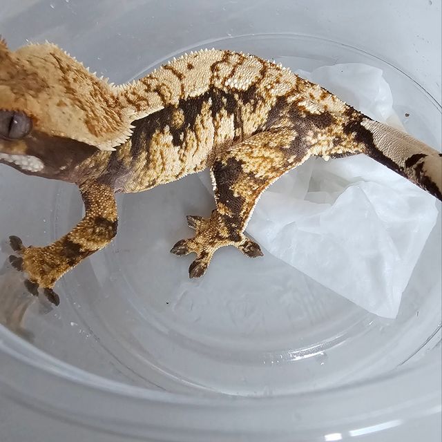 트라이