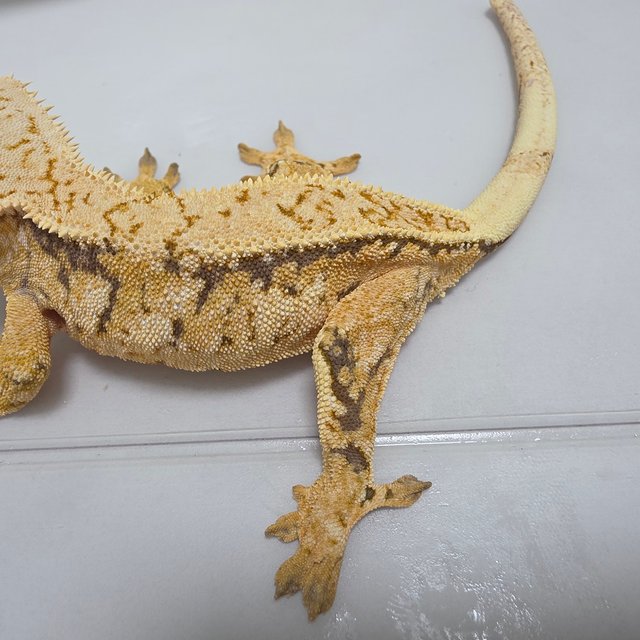 노멀 트라이 화이트핀 옐로우