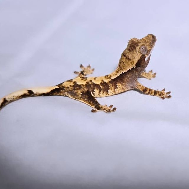 노멀 트라이 익스트림할리퀸 바브