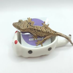 슈퍼달마시안