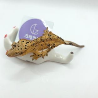 슈퍼달마시안