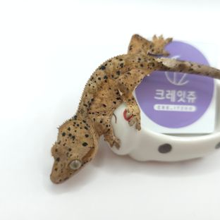 슈퍼달마시안