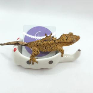 슈퍼달마시안