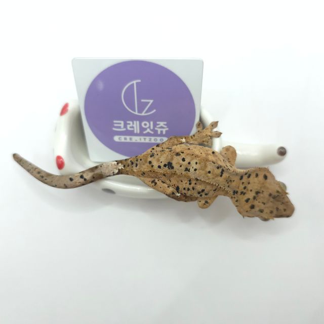 슈퍼달마시안