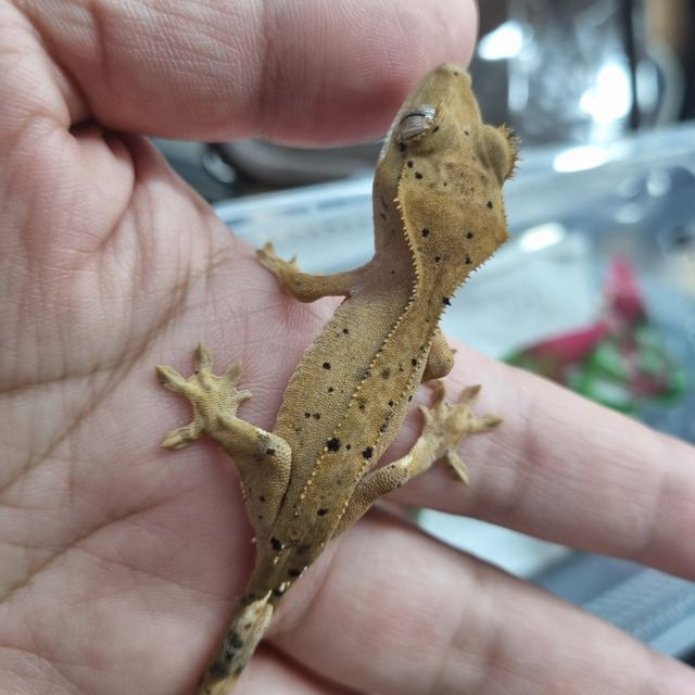 슈퍼달마시안