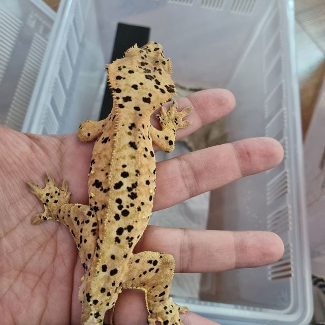 달마시안 슈퍼달마시안
