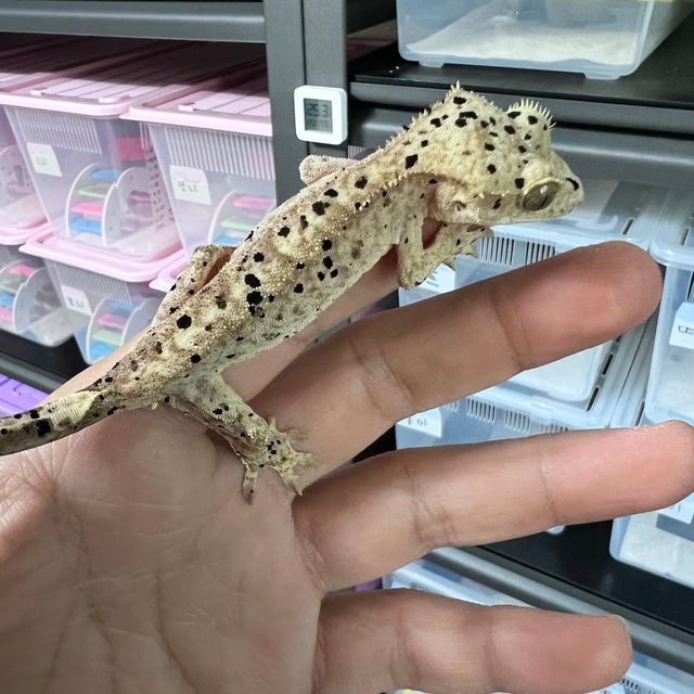 슈퍼달마시안