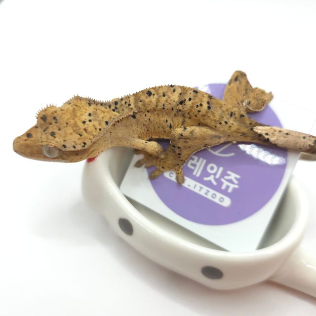 슈퍼달마시안