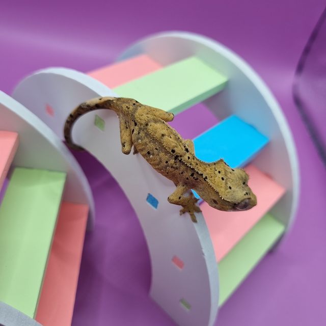 슈퍼달마시안