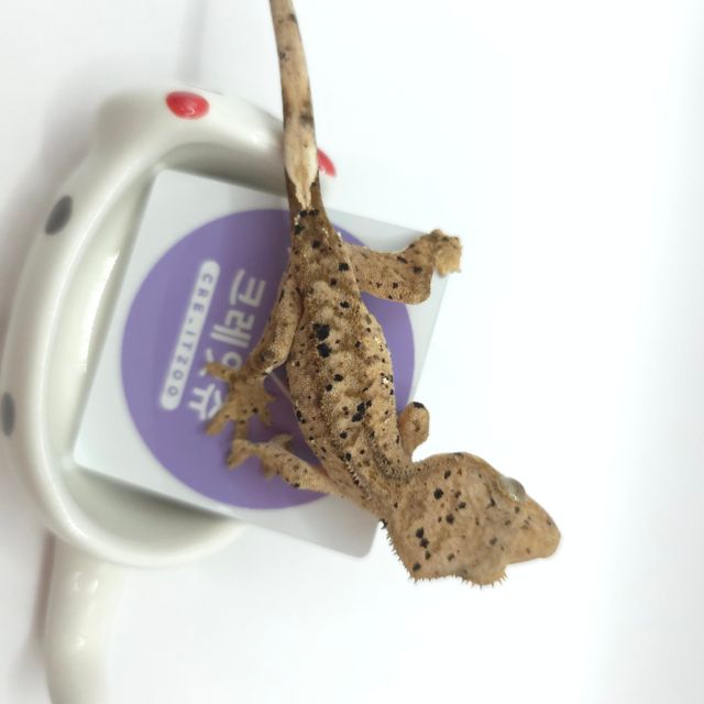 슈퍼달마시안