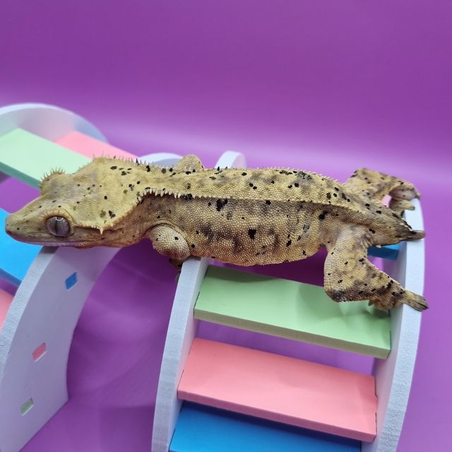 슈퍼달마시안
