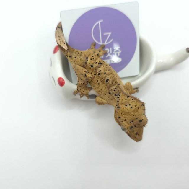 슈퍼달마시안