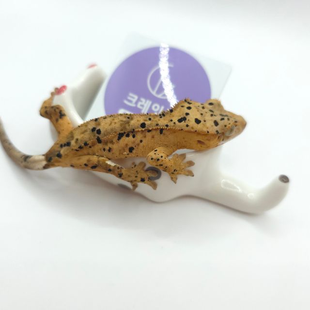 슈퍼달마시안