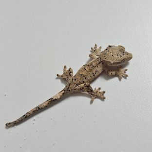 슈퍼달마시안