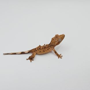 슈퍼달마시안