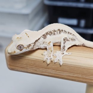 솔리드백 릴리화이트