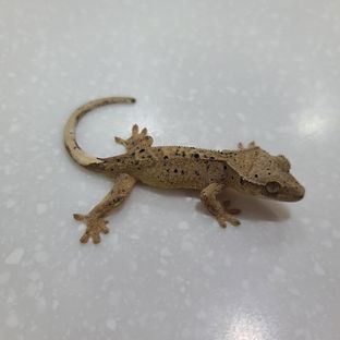 슈퍼달마시안