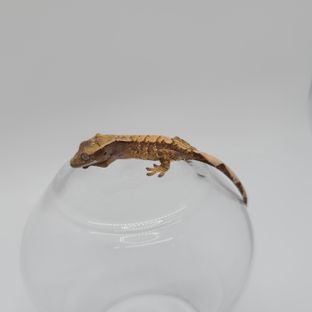 BL30301_3.1
