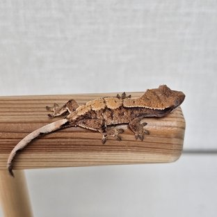 노멀 트라이 익스트림할리퀸