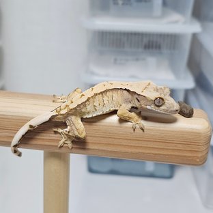 트라이 익스트림할리퀸