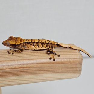 노멀 트라이 익스트림할리퀸