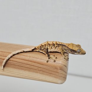 노멀 트라이 익스트림할리퀸