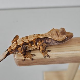 노멀 트라이 익스트림할리퀸