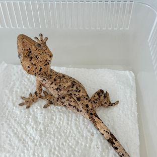 슈퍼달마시안
