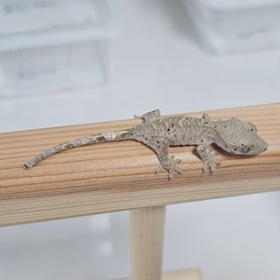 슈퍼달마시안 달마시안