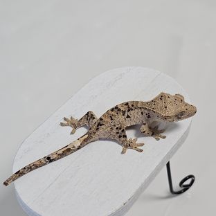 옐로우 슈퍼달마시안