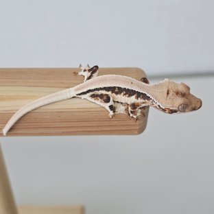 트라이 릴리화이트