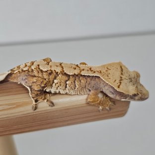 노멀 트라이 익스트림할리퀸