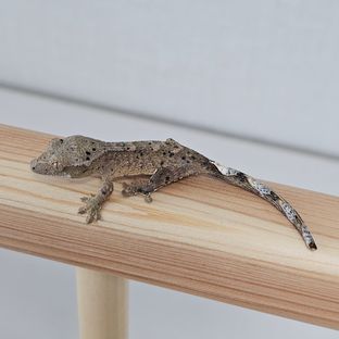 슈퍼달마시안 달마시안