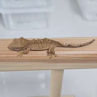 달마시안 슈퍼달마시안